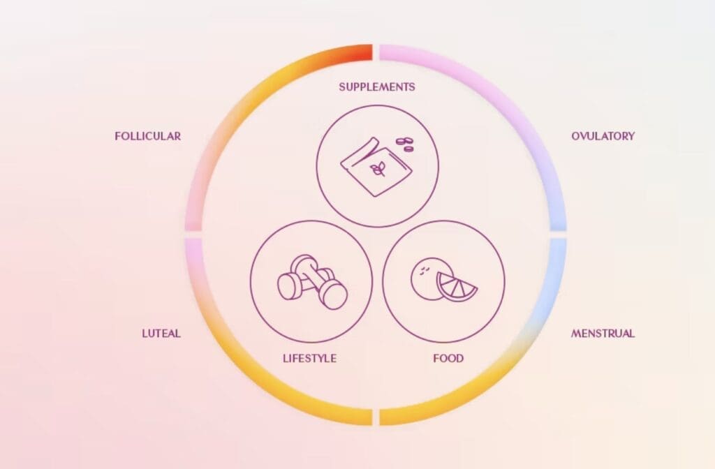 Circular infographic illustrating the four phases of the menstrual cycle- follicular, ovulatory, menstrual, and luteal arranged around a gradient ring. Inside the circle are three icons labelled supplements, lifestyle, and food, representing wellness approaches linked to cycle syncing.
